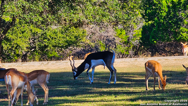 Listing photo id 0 for Lot 55 Brown Saddle