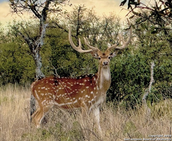 Image 21 of 22 For 14410 Us Highway 190