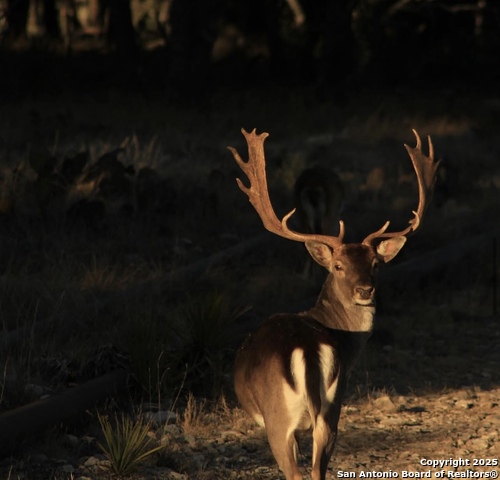 Image 22 of 22 For 14410 Us Highway 190