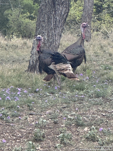 Image 19 of 48 For 3100 Ranch Road 2631