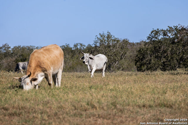 Listing photo id 11 for 2400 Elm Creek