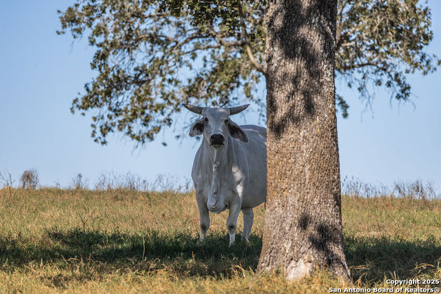 Listing photo id 13 for 2400 Elm Creek