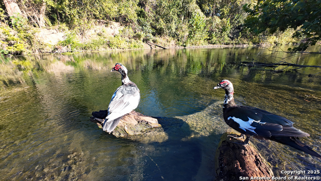 Listing photo id 9 for 10485 Fm 466