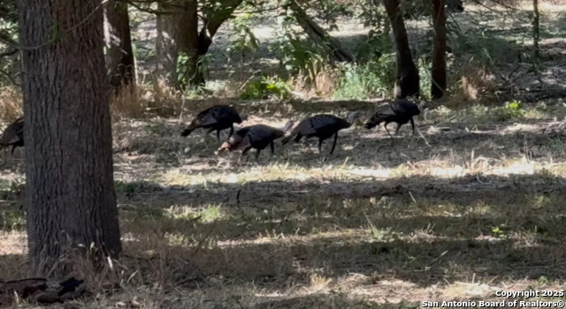 Listing photo id 11 for 10485 Fm 466