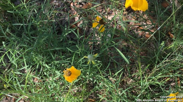 Listing photo id 36 for Address Not Provided