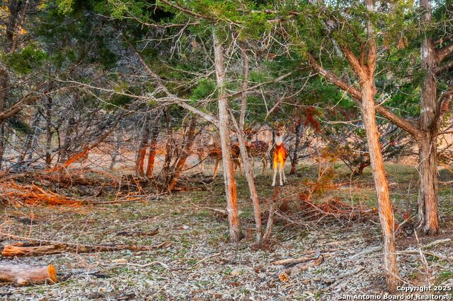 Image 6 of 20 For 327 Waring Welfare Road