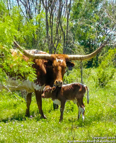 Image 29 of 41 For 001 Us-181