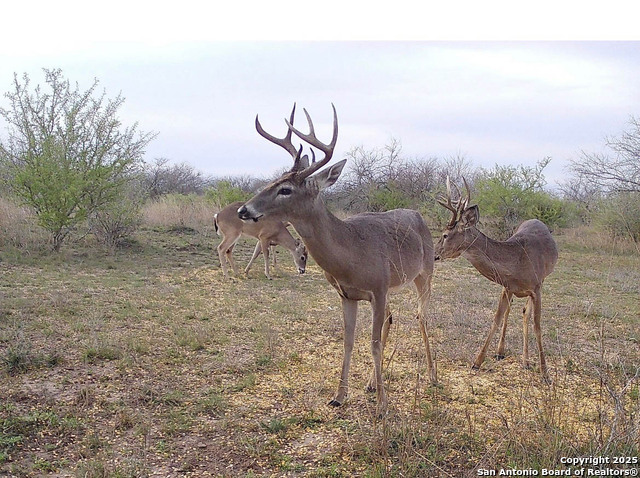 Image 35 of 41 For 001 Us-181