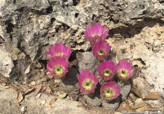 Image 58 of 84 For 1559 County Road 414