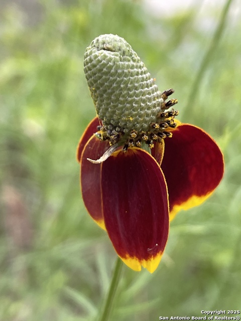 Image 66 of 84 For 1559 County Road 414