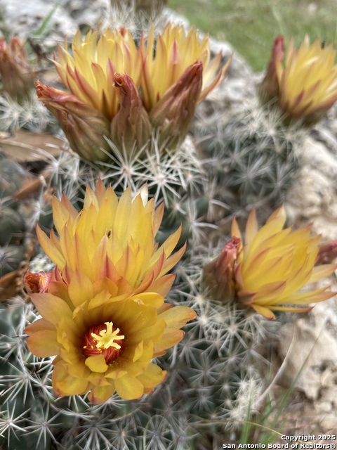 Image 68 of 84 For 1559 County Road 414