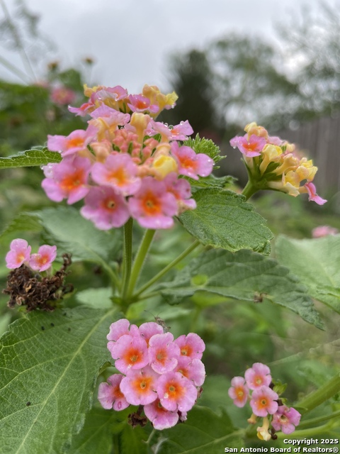 Image 69 of 84 For 1559 County Road 414