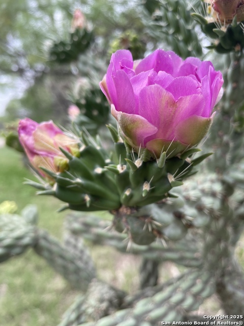 Image 70 of 84 For 1559 County Road 414