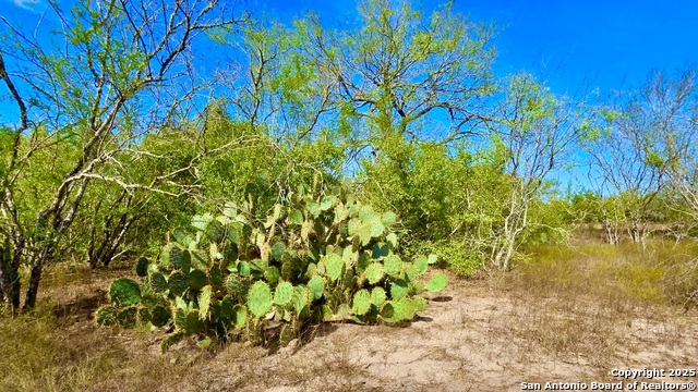 Listing photo id 14 for 0 County Road 107