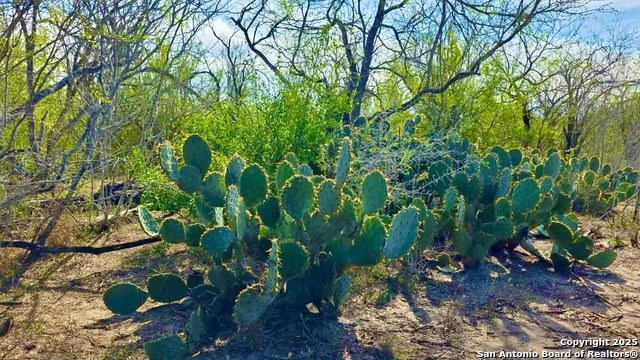 Listing photo id 5 for 0 County Road 107