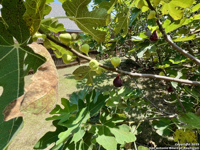 Listing photo id 39 for 1026 Faith Ranch