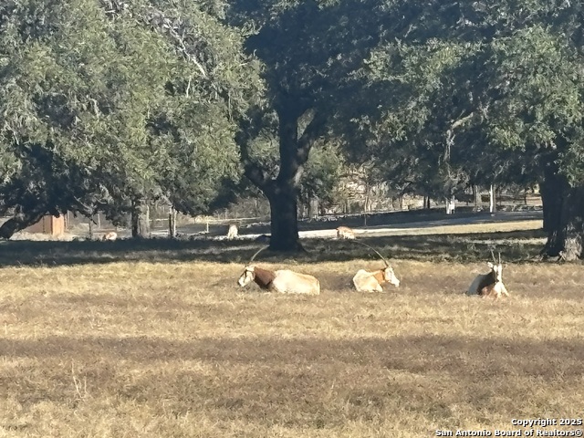 Image 8 of 8 For 466 Majestic Oak