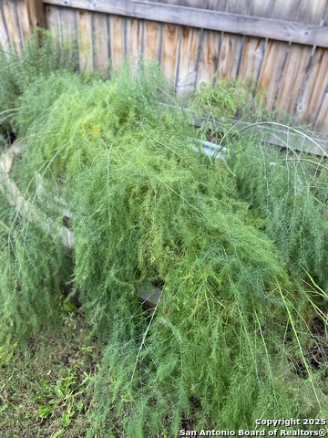 Image 34 of 58 For 1651 Gruene Grass