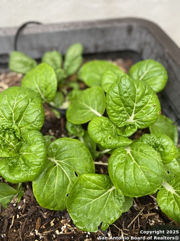 Image 37 of 58 For 1651 Gruene Grass