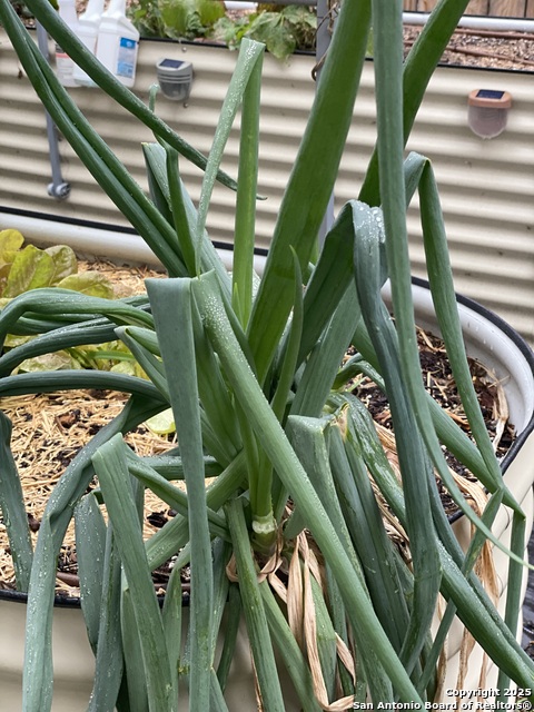 Image 38 of 58 For 1651 Gruene Grass
