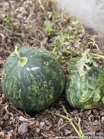 Image 39 of 58 For 1651 Gruene Grass
