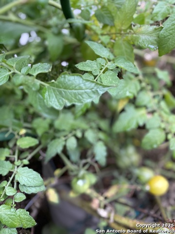 Image 40 of 58 For 1651 Gruene Grass