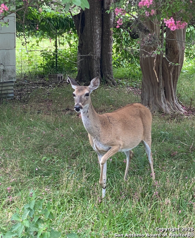 Image 55 of 58 For 1651 Gruene Grass