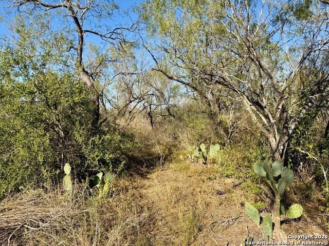 Listing photo id 13 for 00 County Road 215