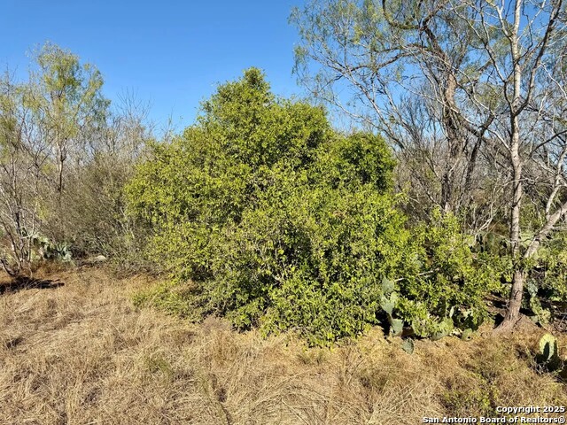 Listing photo id 32 for 00 County Road 215