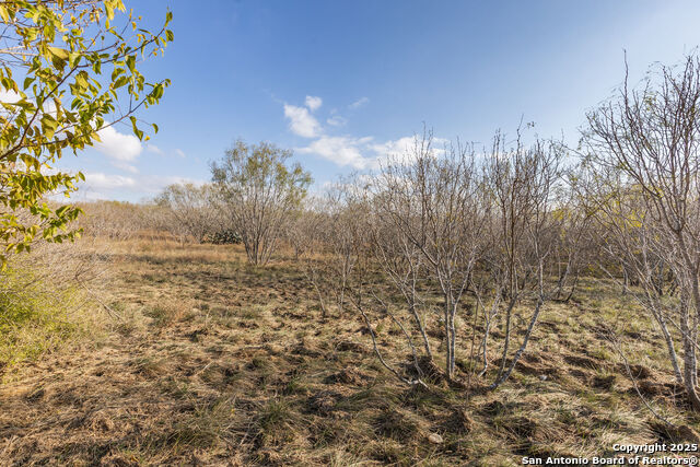 Image 11 of 11 For 000 Gin