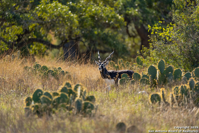 Image 2 of 25 For 000 Cattlemans Crossing Dr