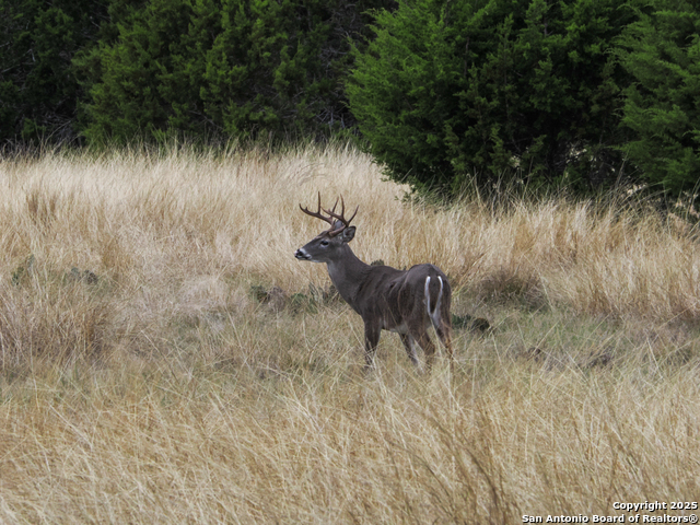 Listing photo id 31 for 425 Youngblood Trail