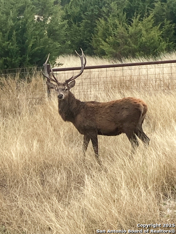 Listing photo id 32 for 425 Youngblood Trail