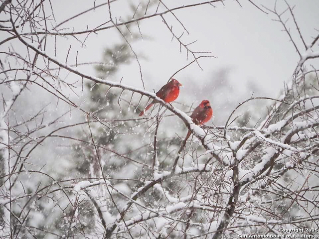 Listing photo id 33 for 425 Youngblood Trail