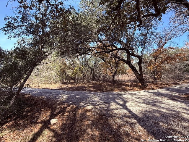 Image 41 of 45 For 250 Palomino