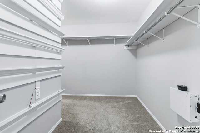 Image 17 of 25 For 7235 Dwarf Palm