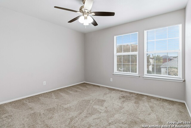 Image 20 of 25 For 7235 Dwarf Palm