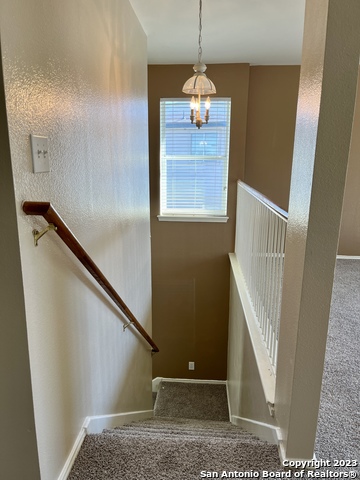 Image 16 of 26 For 10523 Tiger Paw