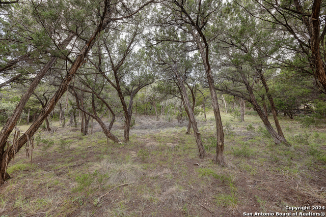 Listing photo id 0 for 11411 Anaqua Springs