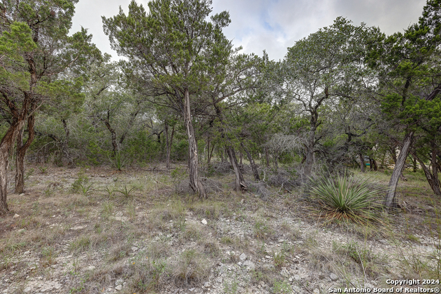 Listing photo id 5 for 11411 Anaqua Springs