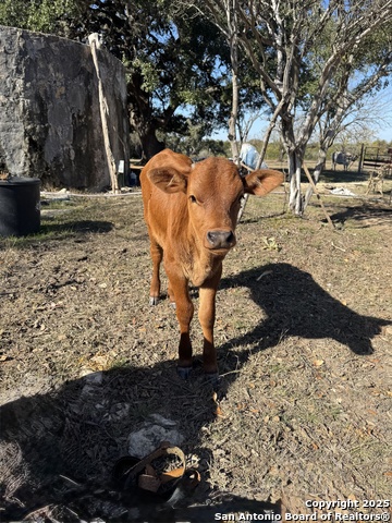 Image 7 of 20 For 650 Windmill Ridge