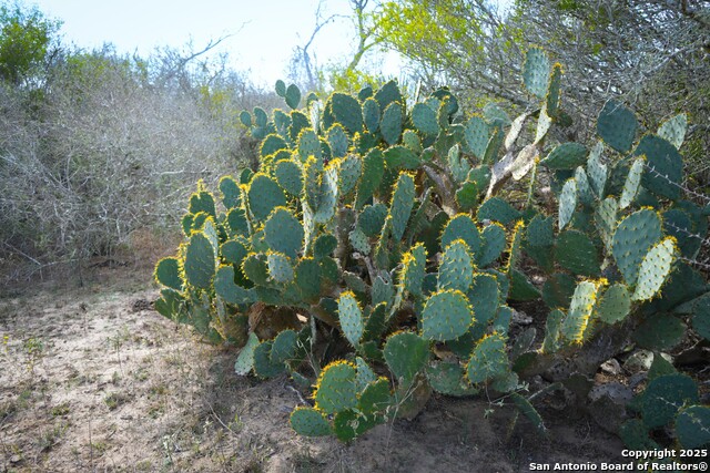 Image 15 of 32 For 0 Cr 115  