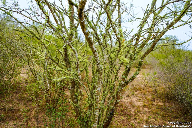 Image 16 of 32 For 0 Cr 115  