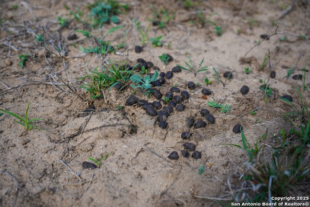 Image 17 of 32 For 0 Cr 115  