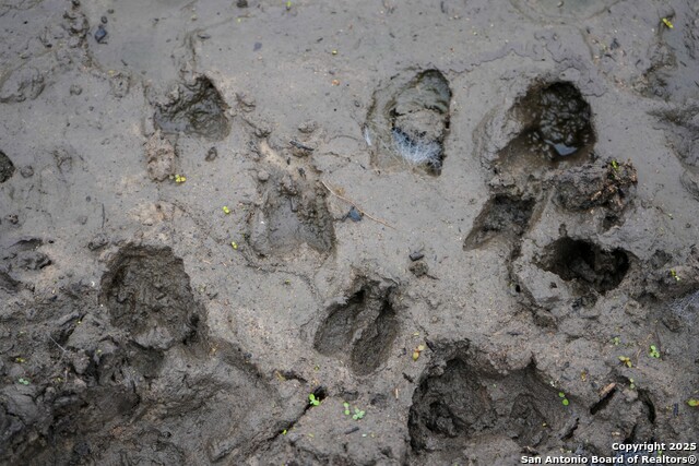 Image 18 of 32 For 0 Cr 115  