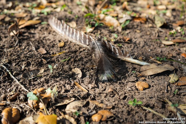 Image 19 of 32 For 0 Cr 115  