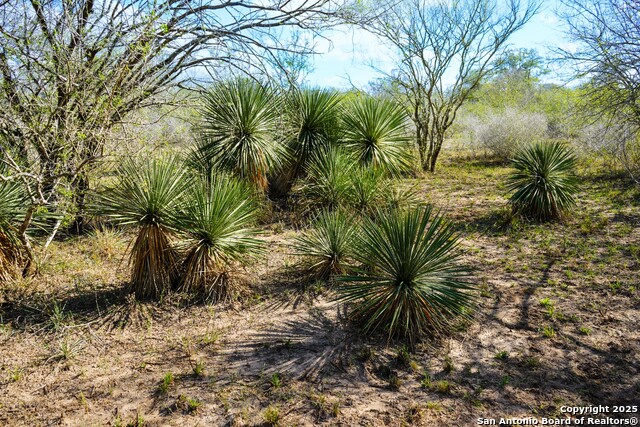 Image 20 of 32 For 0 Cr 115  