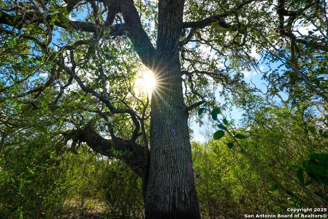 Image 3 of 32 For 0 Cr 115  