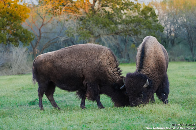 Image 11 of 29 For 11190 Jarratt