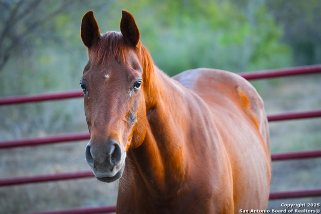 Image 12 of 29 For 11190 Jarratt